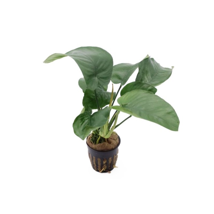 Planta acvariu Stoffels Anubias Barteri - imagine 3